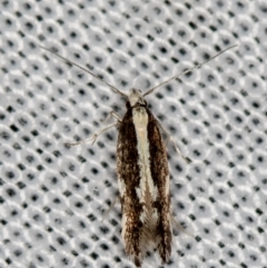 Labdia oxysema (A Curved-horn moth) at Tidbinbilla Nature Reserve - 11 Nov 2018 by Bron