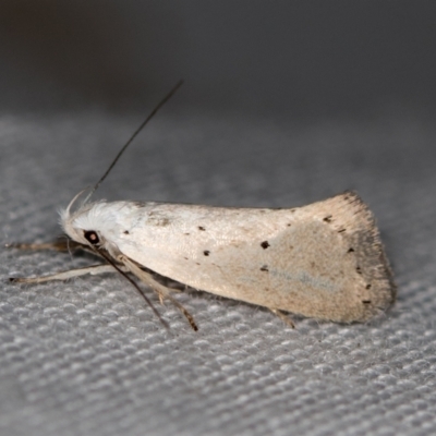 Thalerotricha mylicella (Wingia Group) at Paddys River, ACT - 12 Nov 2018 by Bron