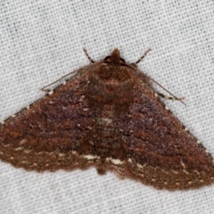 Praxis porphyretica (Praxis porphyretica) at Paddys River, ACT - 12 Nov 2018 by Bron