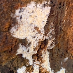 Corticioid fungi at Murrumbateman, NSW - 18 Jul 2021 12:39 PM