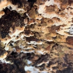 Corticioid fungi at Murrumbateman, NSW - 18 Jul 2021 12:39 PM