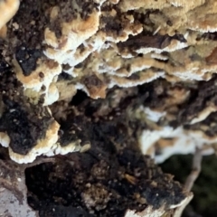 Corticioid fungi at Murrumbateman, NSW - 18 Jul 2021 12:39 PM
