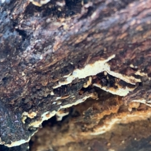Corticioid fungi at Murrumbateman, NSW - 18 Jul 2021 12:39 PM