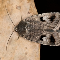 Thoracolopha verecunda (A Noctuid moth (Acronictinae)) at Paddys River, ACT - 12 Nov 2018 by Bron