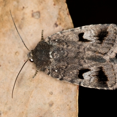 Thoracolopha verecunda (A Noctuid moth (Acronictinae)) at Paddys River, ACT - 11 Nov 2018 by Bron