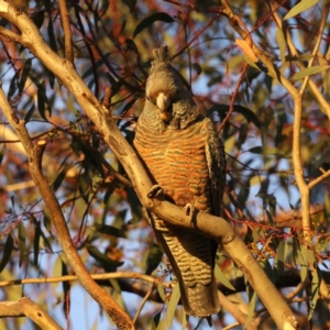 Callocephalon fimbriatum at Ainslie, ACT - suppressed