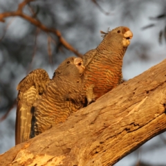 Callocephalon fimbriatum at Ainslie, ACT - suppressed