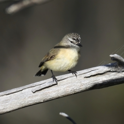 Acanthiza chrysorrhoa (Yellow-rumped Thornbill) at Mount Ainslie - 18 Jul 2021 by jb2602