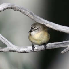 Acanthiza chrysorrhoa at Majura, ACT - 18 Jul 2021