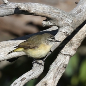 Acanthiza chrysorrhoa at Majura, ACT - 18 Jul 2021