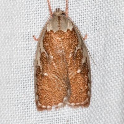 Euchaetis rhizobola (A Concealer moth) at Paddys River, ACT - 11 Nov 2018 by Bron
