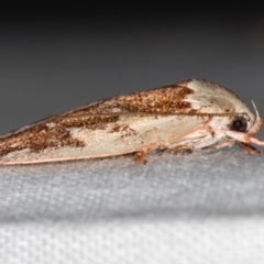 Euchaetis rhizobola at Paddys River, ACT - 12 Nov 2018 09:00 AM