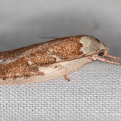 Euchaetis rhizobola at Paddys River, ACT - 12 Nov 2018 09:00 AM