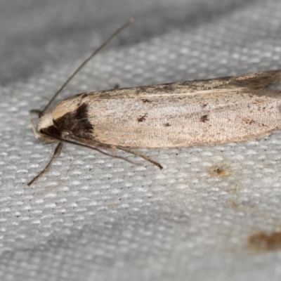 Oecophoridae (family) (Unidentified Oecophorid concealer moth) at Paddys River, ACT - 11 Nov 2018 by Bron