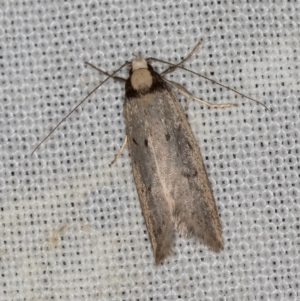 Oecophoridae (family) at Paddys River, ACT - 12 Nov 2018