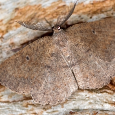 Casbia melanops (Pomaderris Moth) at Paddys River, ACT - 11 Nov 2018 by Bron