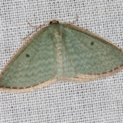 Poecilasthena balioloma (Stitched Delicate) at Paddys River, ACT - 11 Nov 2018 by Bron