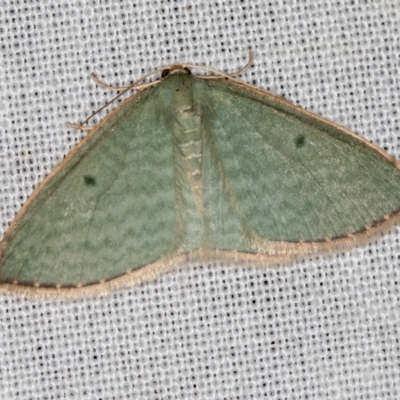 Poecilasthena balioloma (Stitched Delicate) at Paddys River, ACT - 12 Nov 2018 by Bron
