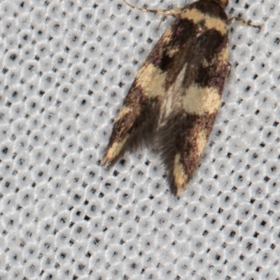 Catadoceta xanthostephana (Catadoceta xanthostephana) at Paddys River, ACT - 11 Nov 2018 by Bron