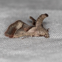 Gauna aegusalis (Pyraline moth) at Paddys River, ACT - 11 Nov 2018 by Bron