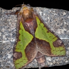 Aenetus ligniveren (Common Splendid Ghost Moth) at Paddys River, ACT - 11 Nov 2018 by Bron