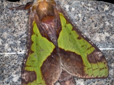 Aenetus ligniveren (Common Splendid Ghost Moth) at Paddys River, ACT - 12 Nov 2018 by Bron
