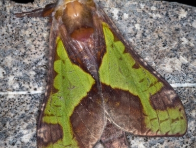 Aenetus ligniveren (Common Splendid Ghost Moth) at Paddys River, ACT - 11 Nov 2018 by Bron