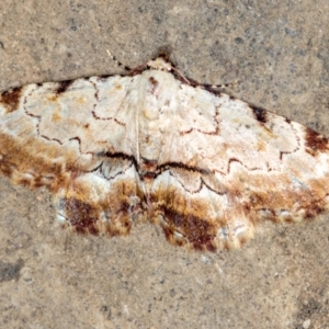 Sandava xylistis at Paddys River, ACT - 12 Nov 2018 09:35 AM