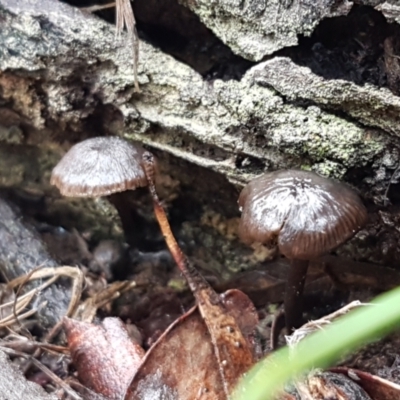 Unidentified Cap on a stem; gills below cap [mushrooms or mushroom-like] at Acton, ACT - 20 Jul 2021 by tpreston