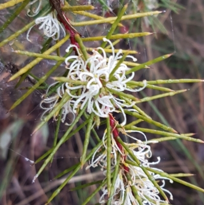 Hakea decurrens subsp. decurrens (Bushy Needlewood) at Acton, ACT - 20 Jul 2021 by tpreston