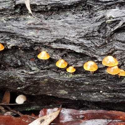 Unidentified Cap on a stem; gills below cap [mushrooms or mushroom-like] at Acton, ACT - 20 Jul 2021 by tpreston