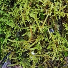 Unidentified Moss, Liverwort or Hornwort at Acton, ACT - 20 Jul 2021 by trevorpreston