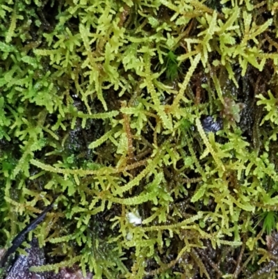 Unidentified Moss / Liverwort / Hornwort at Acton, ACT - 20 Jul 2021 by tpreston