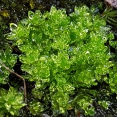 Bryaceae (family) at Acton, ACT - 20 Jul 2021