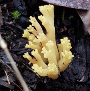 Ramaria sp. at Acton, ACT - 20 Jul 2021 10:38 AM