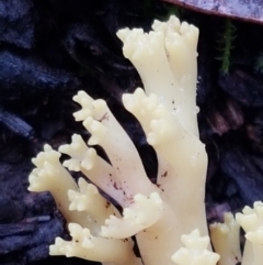 Ramaria sp. at Acton, ACT - 20 Jul 2021