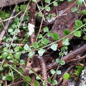 Asplenium flabellifolium at Acton, ACT - 20 Jul 2021 10:43 AM