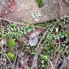 Asplenium flabellifolium at Acton, ACT - 20 Jul 2021 10:43 AM