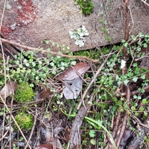 Asplenium flabellifolium at Acton, ACT - 20 Jul 2021 10:43 AM