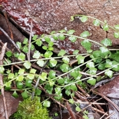 Asplenium flabellifolium at Acton, ACT - 20 Jul 2021 10:43 AM