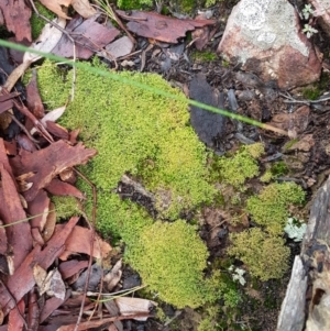 Cladia aggregata at Acton, ACT - 20 Jul 2021