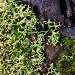 Cladia aggregata at Acton, ACT - 20 Jul 2021