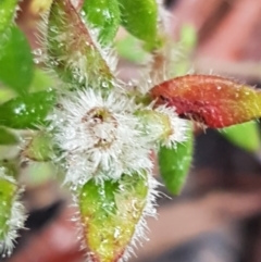 Pomax umbellata at Acton, ACT - 20 Jul 2021