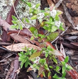 Pomax umbellata at Acton, ACT - 20 Jul 2021 11:01 AM