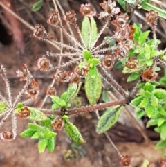 Pomax umbellata (A Pomax) at Acton, ACT - 20 Jul 2021 by trevorpreston