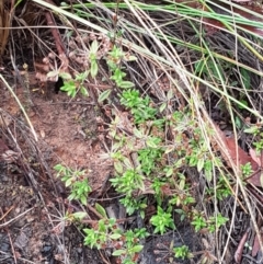 Pomax umbellata at Acton, ACT - 20 Jul 2021