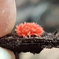 Trombidiidae (family) (Red velvet mite) at Point 5215 - 20 Jul 2021 by trevorpreston