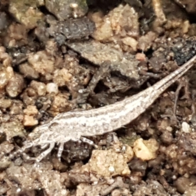 Meinertellidae (family) (A Bristletail) at Acton, ACT - 20 Jul 2021 by trevorpreston