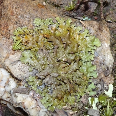 Parmeliaceae (family) (A lichen family) at Six Mile TSR - 10 Jul 2021 by JanetRussell