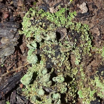 Cladonia sp. (genus) (Cup Lichen) at Bungendore, NSW - 10 Jul 2021 by JanetRussell